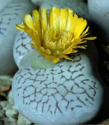 Dinteranthus Vanzylii Exotic Livin Stones Cacti Rare Mesembs Cacti Seed 20 SEEDS • $8.99