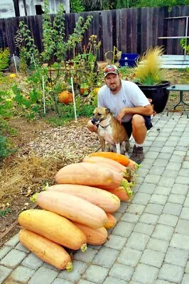 FANTASTIC FLAVOR Pink Banana Winter Squash 20 Fresh Seeds GOURMET TYPE HEY CHEF! • $6.99