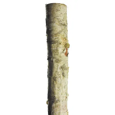 $37.95 • Buy Natural Birch Wood Pole, 2-Inch X 48-Inch