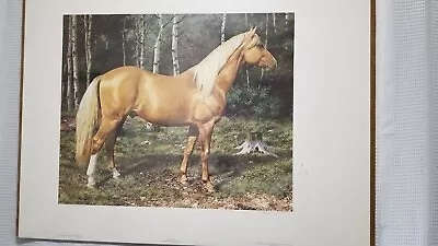 Horse Limited Edition Print By Carl Brenders Titled  Blonde Beauty  • $30