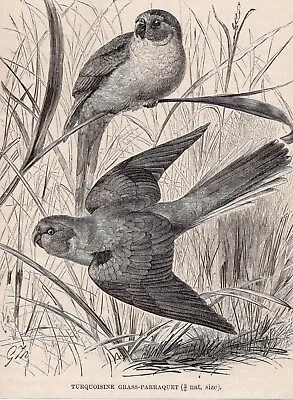 1895 Old Antique GRASS PARRAQUET Bird Print Queen Victoria Victorian Time Period • $13.49