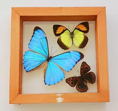 3 Real Butterflies Amazing Colors Mounted Wood Double Glass 5.5 X5.5 • $69.99