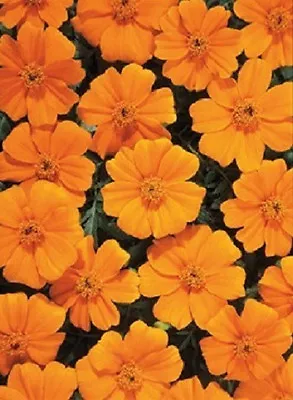 50 Marigold Seeds French Disco Orange PLANT SEEDS • $4.50