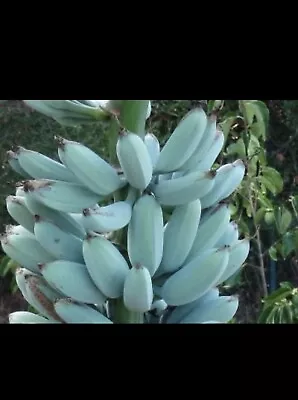 Ice Cream Vanilla Banana Tree (look At Size) Musa Blue Java Cold Hardy Banana • $55