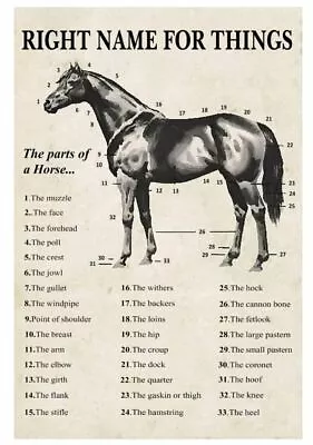 Right Name For Things The Parts Of A Horse White Portrait Poster Wall Home Decor • $17.95