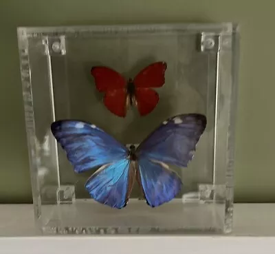 Display Of 2 Butterflies Mounted In Clear Plastic Box  • $49.99