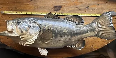 20” Largemouth Bass Real Skin Wall Mount Taxidermy • $159.99