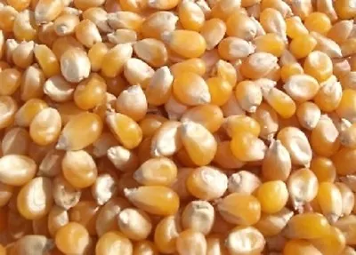 £9.99 • Buy 100% Natural Popping Corn, Popcorn Kernels Seeds Raw High Quality 500g, 1kg, 2kg