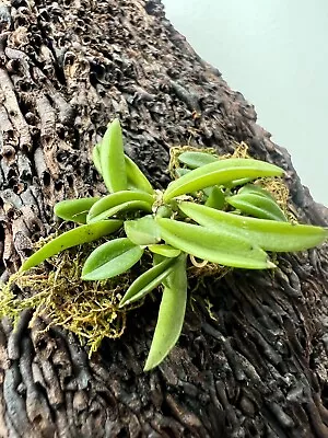 Orchid Native Bulbophyllum Macphersonii Established Seedling On Treefern Mount • $25