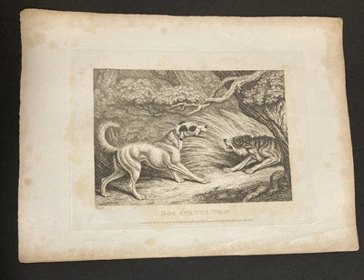 £9.99 • Buy Etching By Samuel Howitt DOG AND THE WOLF 