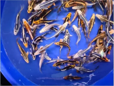 £89 • Buy Koi For Sale High Quality Koi Carp 6  Ghost Koi Super Metalic Mix