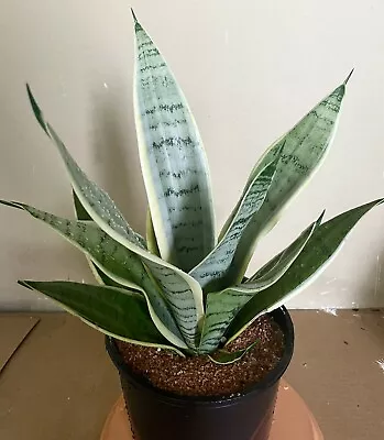 $68 • Buy Sansevieria Futura LARGE Snow Plant (imported Line) In 200mm Pot
