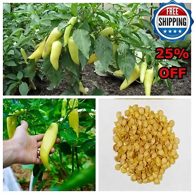 100+ Seeds Sweet Banana Pepper NON-GMO Heirloom High Germination Capsicum USA • $7.97
