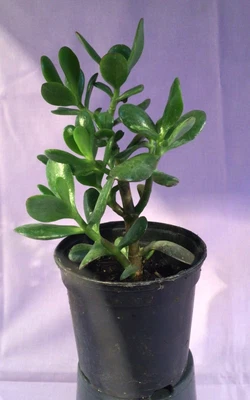 £2 • Buy Crassula Ovata, Money Tree Jade Good Luck House Plant Cutting Approx 8 To 10 Cm 