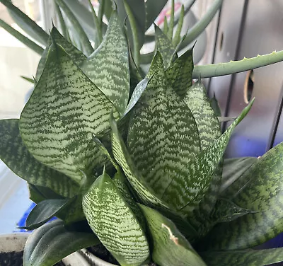 LIVE Sansevieria Trifasciata Hahnii Green Snake Plant • $5.99