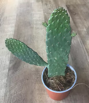 £10 • Buy Opuntia Rubescens  Consolea Cactus | 30-40cm Tall | Prickly Pear