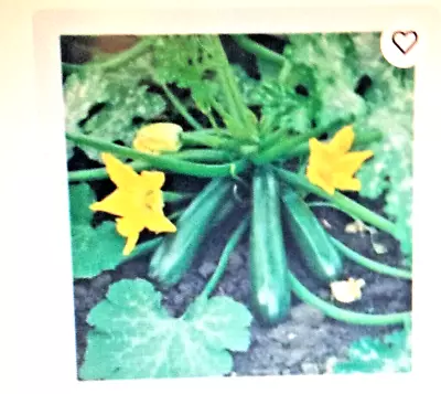 6 X COURGETTE 'F1 ATENA ' Plug Plants Ready To Go Free 1st Class Post • £10