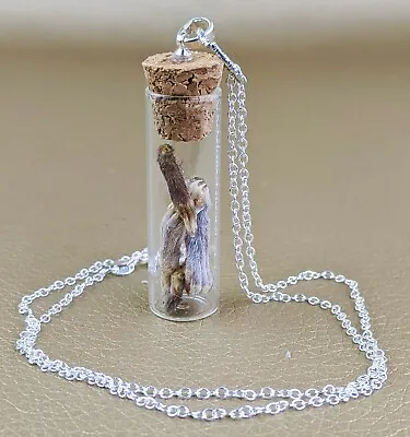 X24D Vial Rat & Mouse Paws Necklace Taxidermy Victorian Curiosities Collectible • $18.99