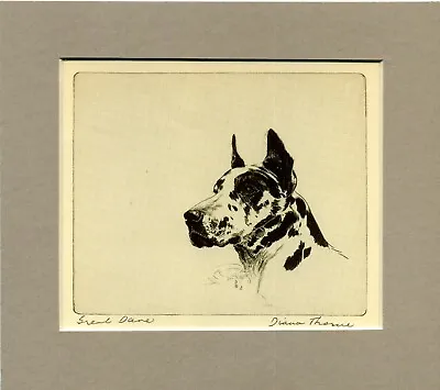 ~ Great Dane ~ Diana Thorne Genuine Vintage 1935  • $9.95