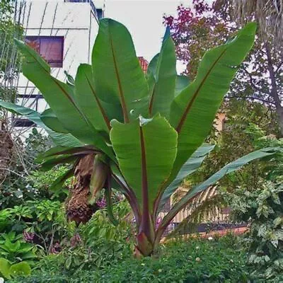 5  Seeds -MUSA Ensete Ventricosum Large Seed Variety  EXOTIC TROPICAL BANANA . • £4.95