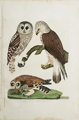 ORIGINAL Hand Colored Engraving   American Ornithology  Alexander Wilson 1828-29 • $395
