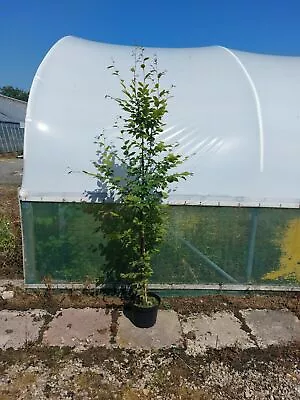Carpinus Betulus / Hornbeam Trees & Hedging 🇬🇧 UK Native & Grown 7ft+ • £60