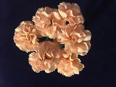 Vintage Millinery Flower Soft Pink 1  Mini Carnation 6pc Bunch Japan Made Y310 • $4.99