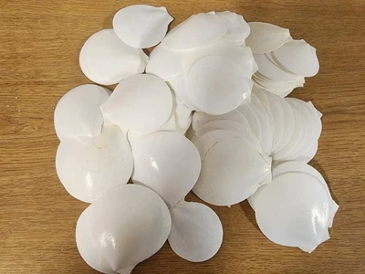 $1.50 • Buy Sun & Moon Scallop Seashells (White) (5 Shells)
