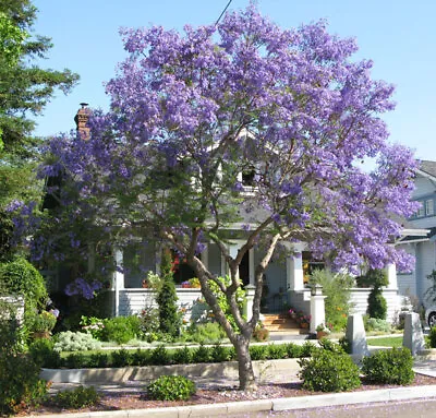 Jacaranda Mimosifolia Fern Tree 500 Seeds Blue Fragrant Ornamental Bonsai • £14.86