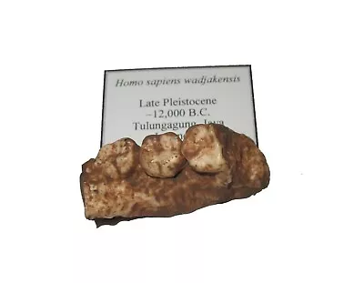 PLASTIC Cast Reproduction Hominid Fossil Jaw W Teeth Homo Sapiens Wadjakensis • £7.50