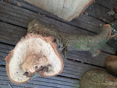 £25 • Buy Oak Tree Trunk Section Wood Log Unusual Shape