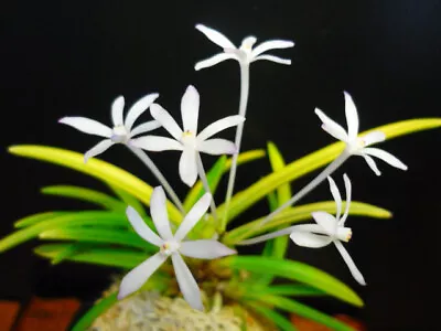 Neofinetia Falcata(japaneseorchids)tiger Stripe/HINAWARABE 雛童 • $19.99