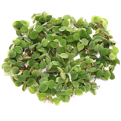 £2.99 • Buy Salvinia Natans Live Aquarium Plants Tropical Aquascaping Aquatic Water Tank