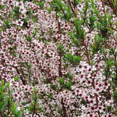 MANUKA HONEY Tea Tree 200+ Seeds EVERGREEN NATIVE ORNAMENTAL SHRUB White Flower • $4.99