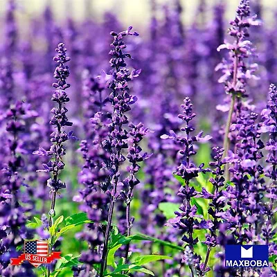 Lavender Seeds - Munstead Non-GMO / Heirloom / Herb Garden Fresh • $1.79