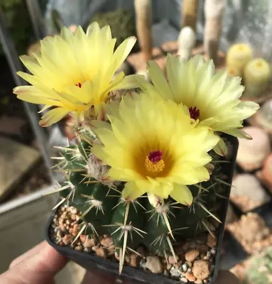 FRESH CACTUS SEED X15 Parodia Submammulosa Seeds • £2.55