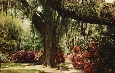 Vintage Postcard Magnolia Gardens Moss Draped Live Oak Trees Charleston SC • $7.99