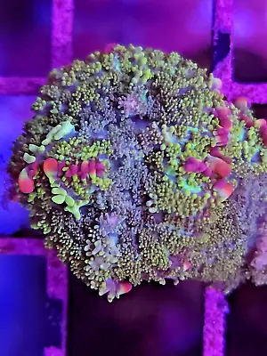 TSA Mardi Gras Bounce Mushroom * Live Coral Frag * AJ's Aquariums • $49.99