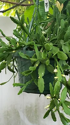 Rhipsalis Aff. Goebeleana-Orchid Cactus-HTF- 4 Cuttings/3 Inches-White Blooms • $5