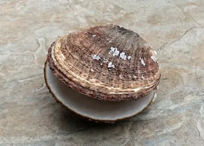 $10 • Buy California Giant Rock Scallop Seashell For Decorations Jewelry Or Smudging