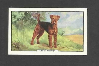 85 Yr Old Original Welsh Terrier Vintage Photo Trade Ad Card Dog Working Dogs • $6.30