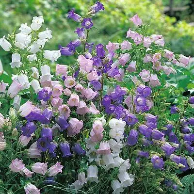 Campanula Medium Mixed - 895 Seeds - Grow Your Own Flowers Borders  • £2.49