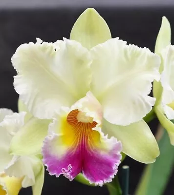 Orchid Plant 352. Cattleya Roy Maidment 'Aranbeem'  Nice Plant In 100mm Pot • $25
