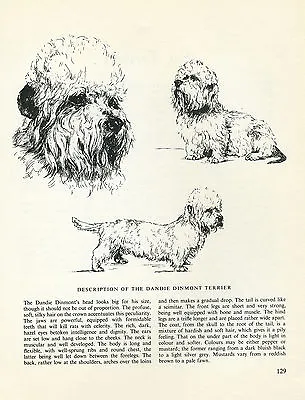 £4.99 • Buy Dandie Dinmont Terrier Vintage 1963 Print Sketch Page Artist Bridget Olerenshaw