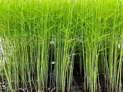 12 Pk-PRE-ORDER- Asparagus Live Plant Plugs Free Shipping  Mary Washington • $28.22