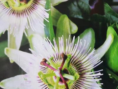 £8.95 • Buy Passiflora Caerulea  White Lightning Semi-Evergreen Hardy Shrub 