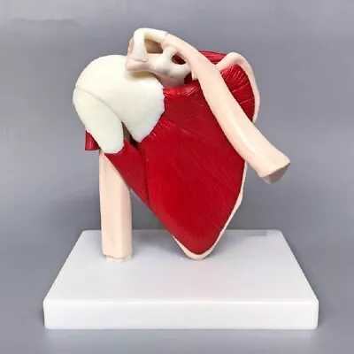 Human Shoulder Joint Ligament Muscled Skeleton Anatomical Model For Teaching US • $58.89