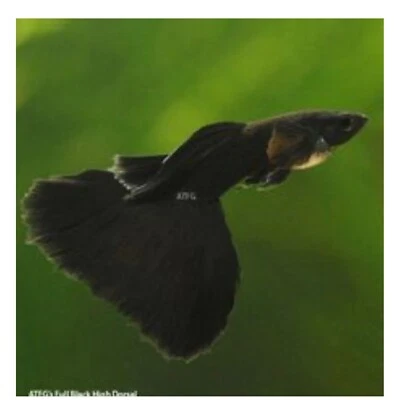 $30 • Buy 1 Trio Live Guppy Fish - HB Black - High Quality