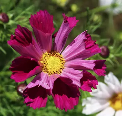 COSMOS Bipinnatus 'Sea Shells' Mixed 30+ Seeds  • £1.99