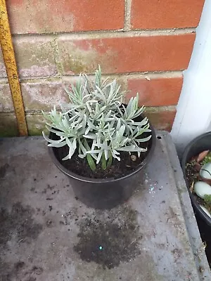 Lavender Grosso Plant In 16cm Pot Approx. Purple Flowering • £3.99